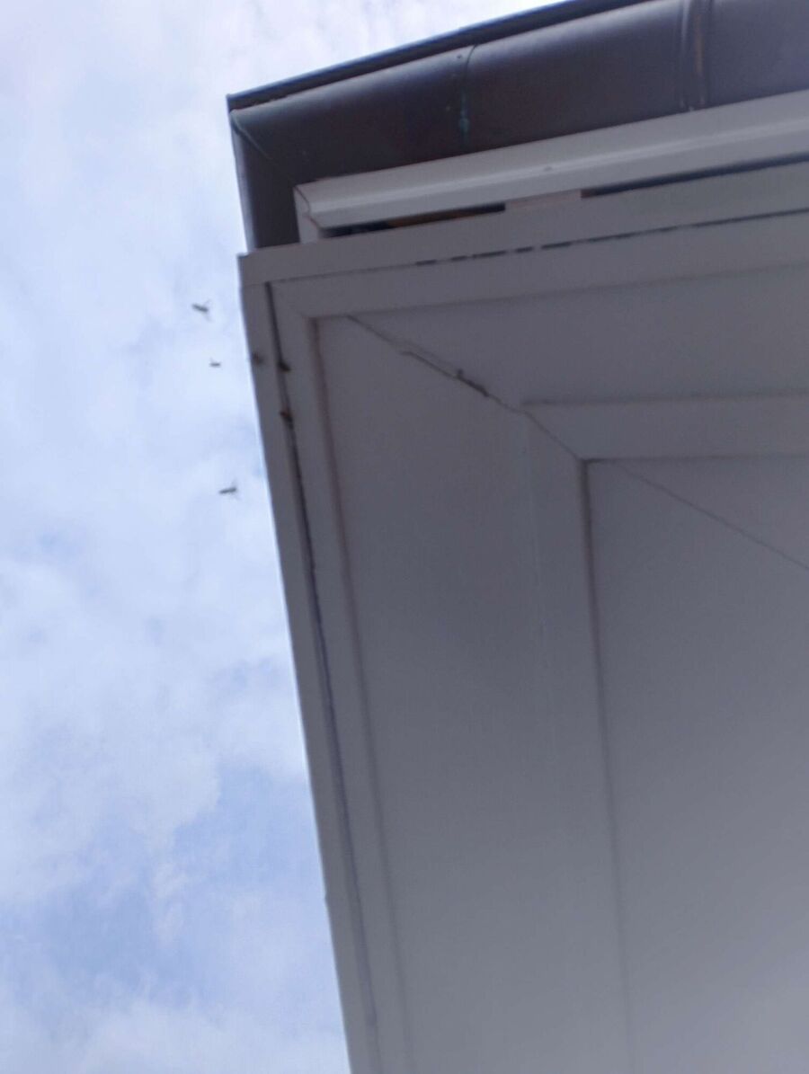 Bienennest entfernen.jpeg