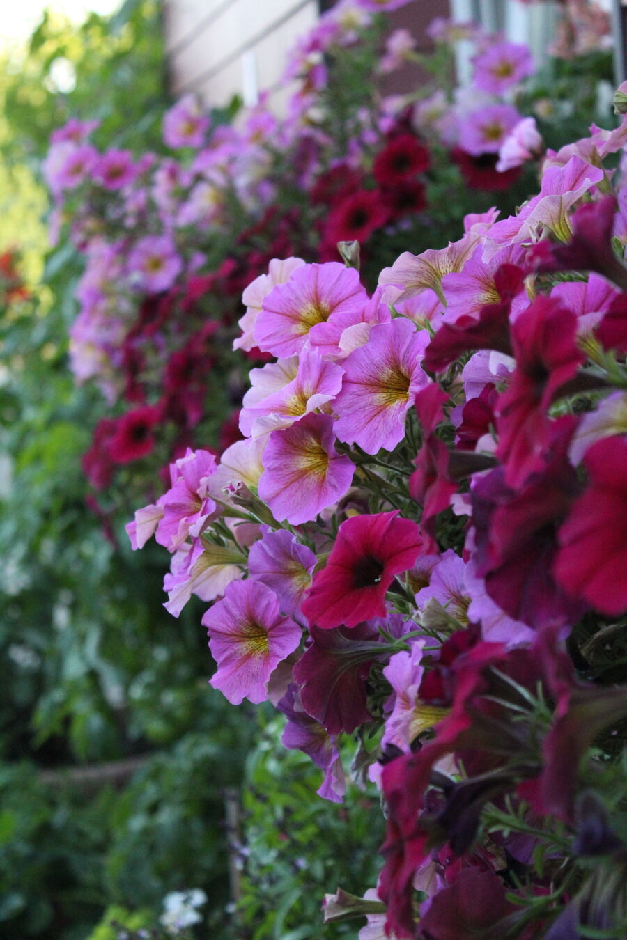  Bienennest entfernen