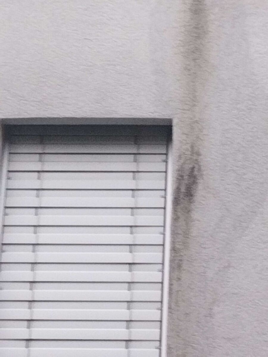 Bienen umsiedeln &  Bienennest entfernen 