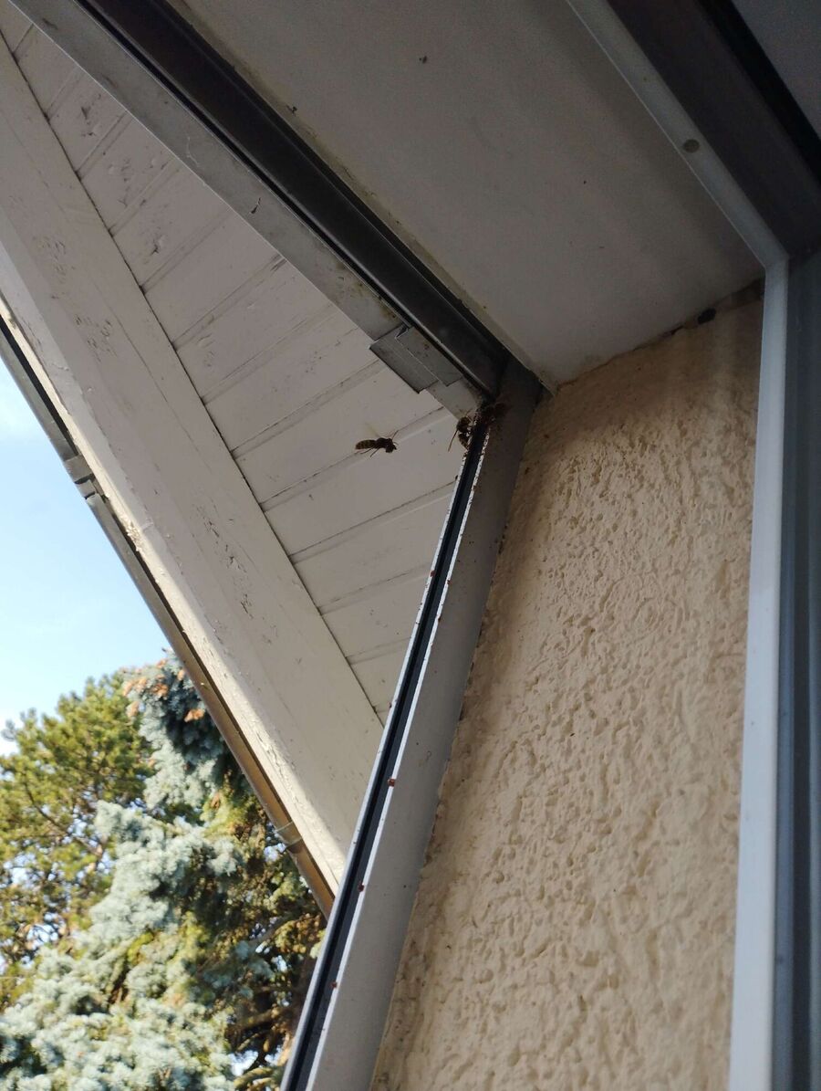 bienennest-am-haus-entfernen.jpg