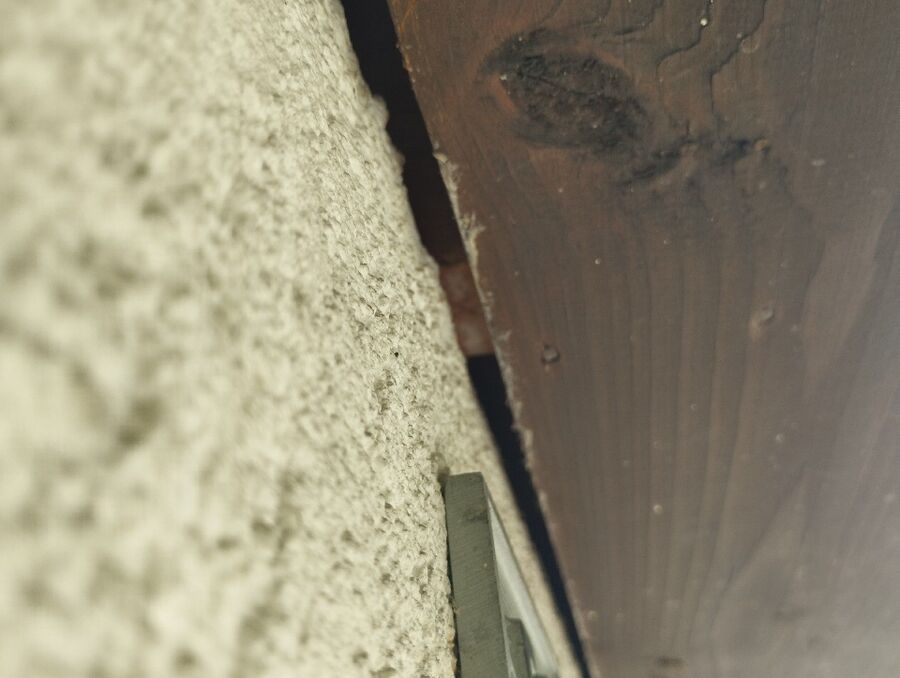  Bienennest entfernen