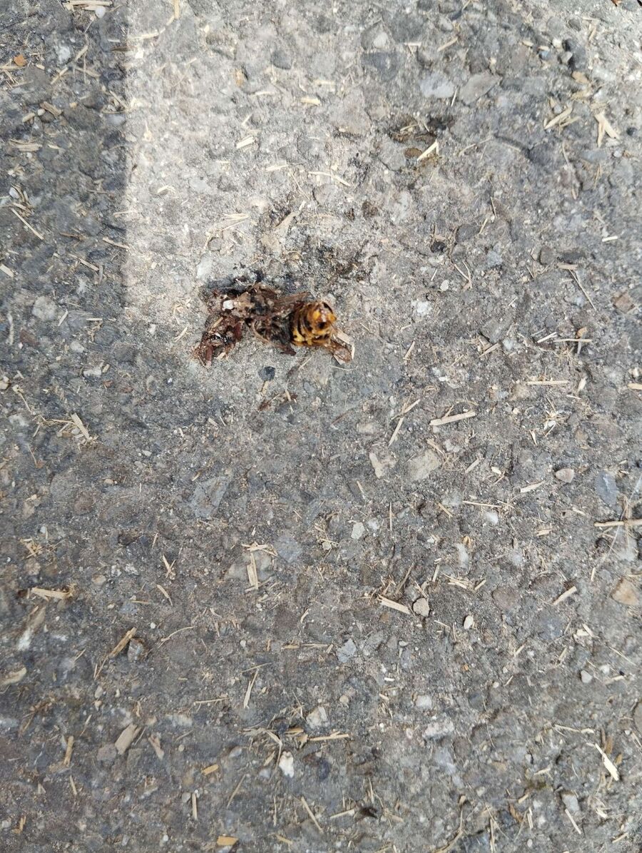  Bienennest entfernen