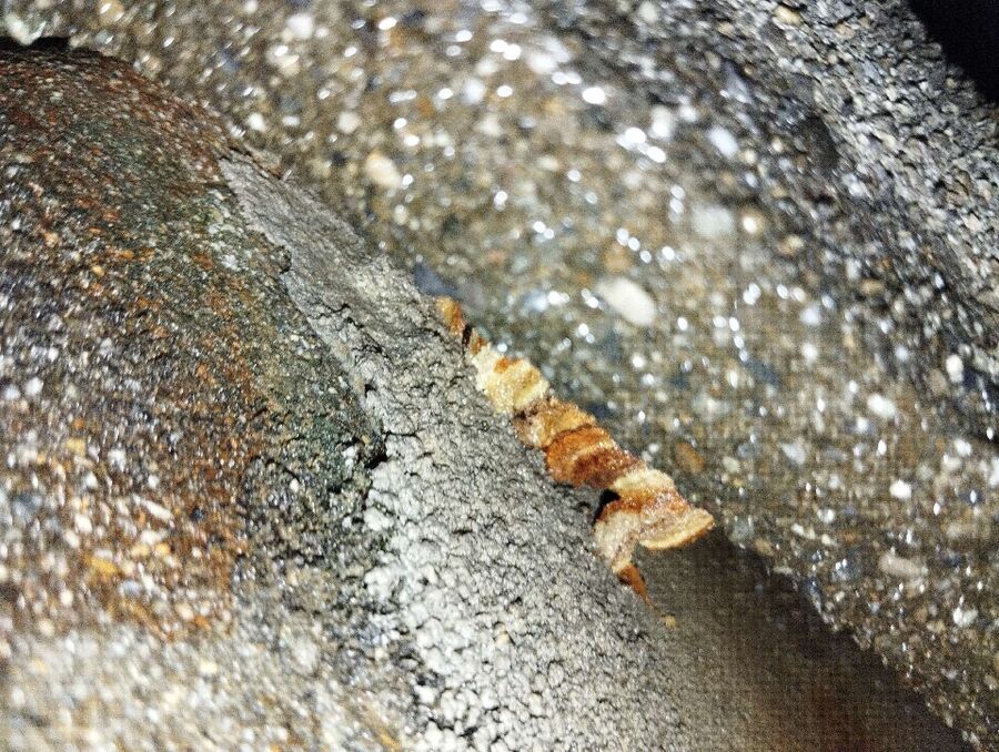  Bienennest entfernen