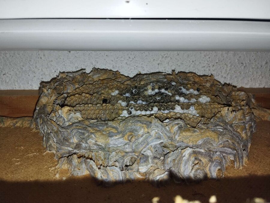 bienennest-am-haus-entfernen.jpg