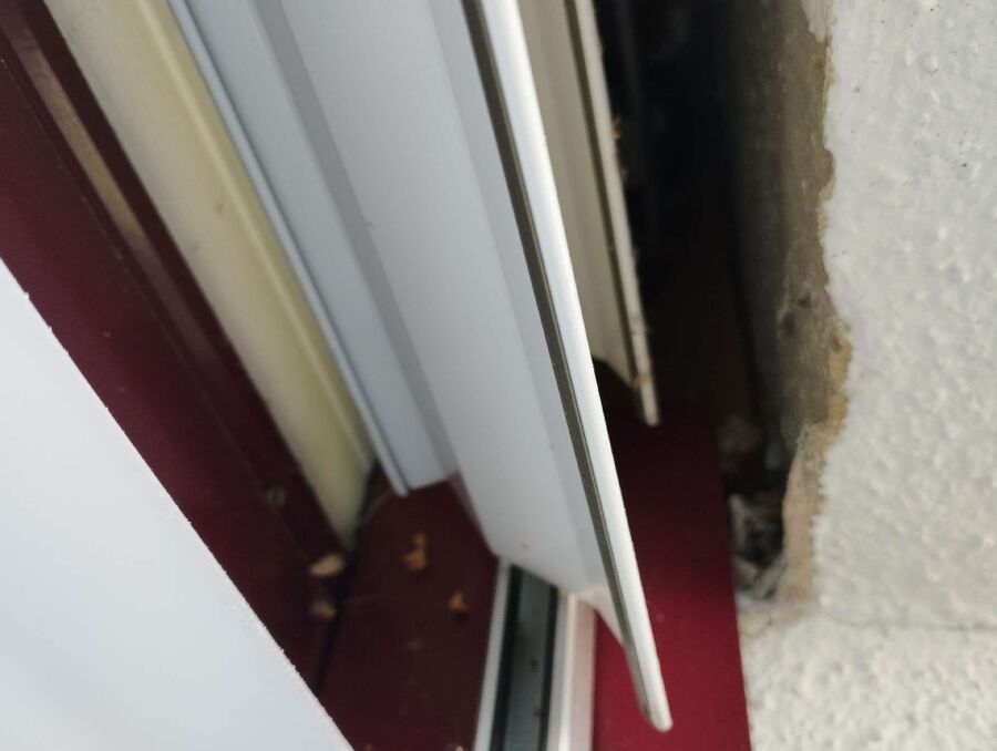  Bienennest entfernen.jpeg