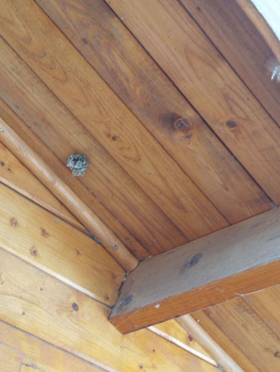 Bienen umsiedeln &  Bienennest entfernen 