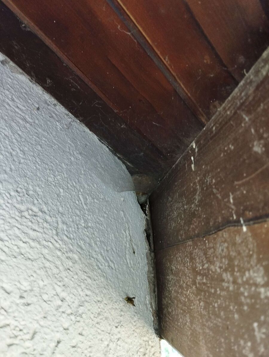  Bienennest entfernen.jpeg