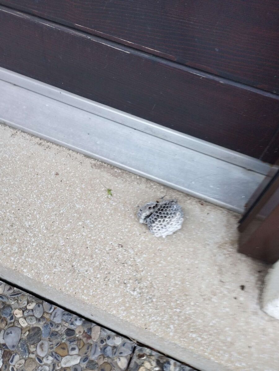 Bienen umsiedeln &  Bienennest entfernen 