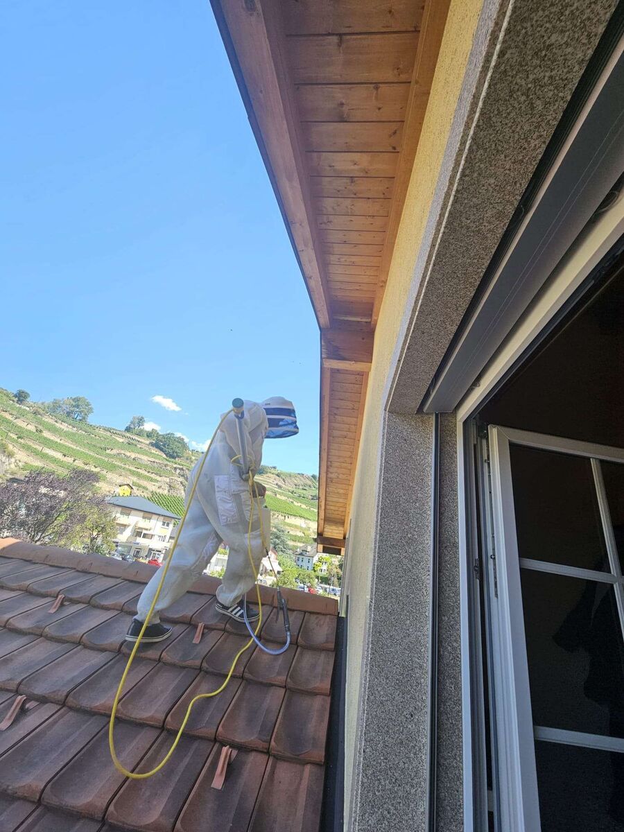  Bienennest entfernen.jpeg