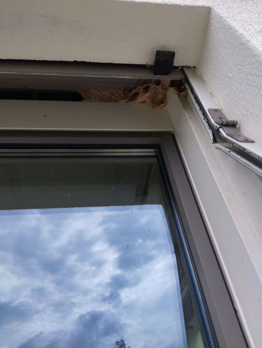 Bienen umsiedeln &  Bienennest entfernen 