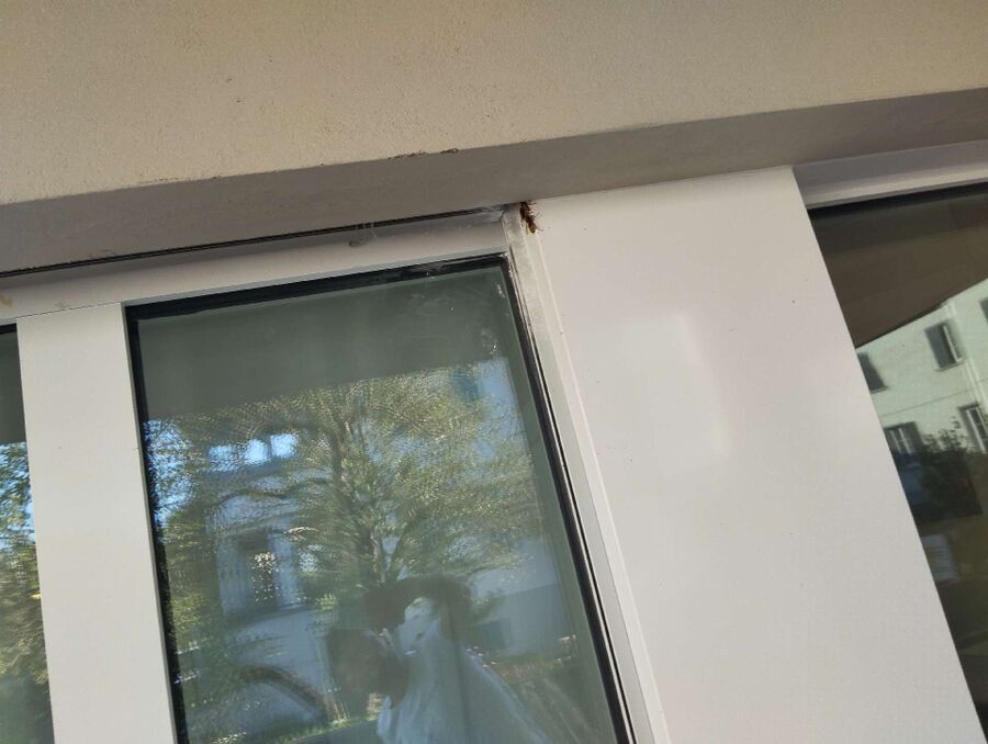  Bienennest entfernen