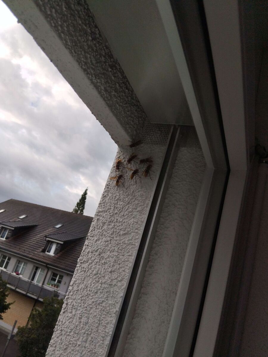  Bienennest entfernen