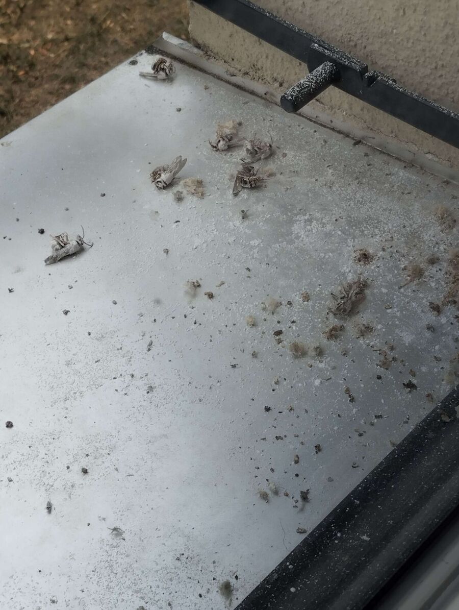  Bienennest entfernen