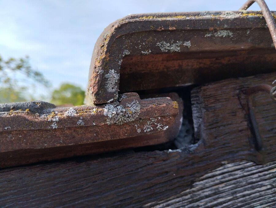  Bienennest entfernen.jpeg