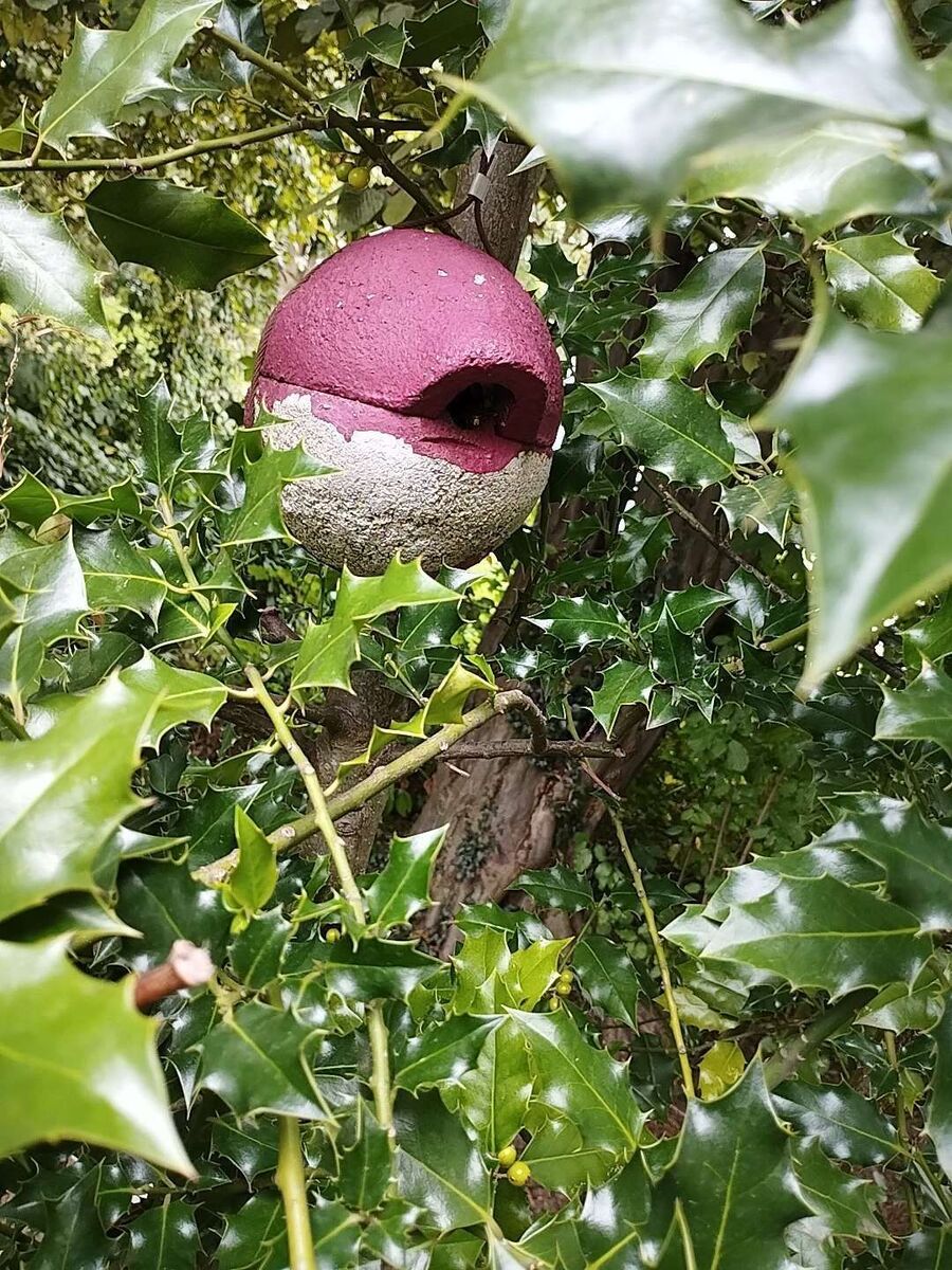  Bienennest entfernen.jpeg