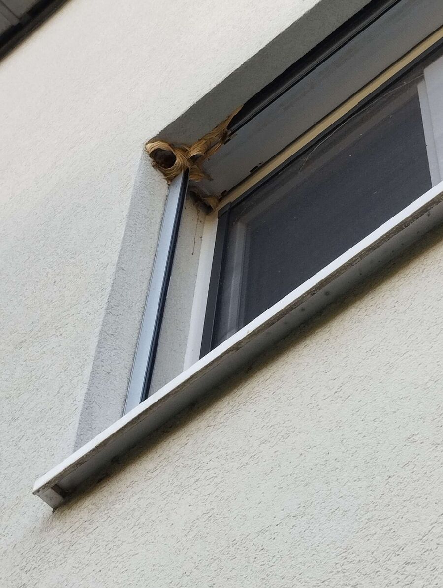  Bienennest entfernen.jpeg