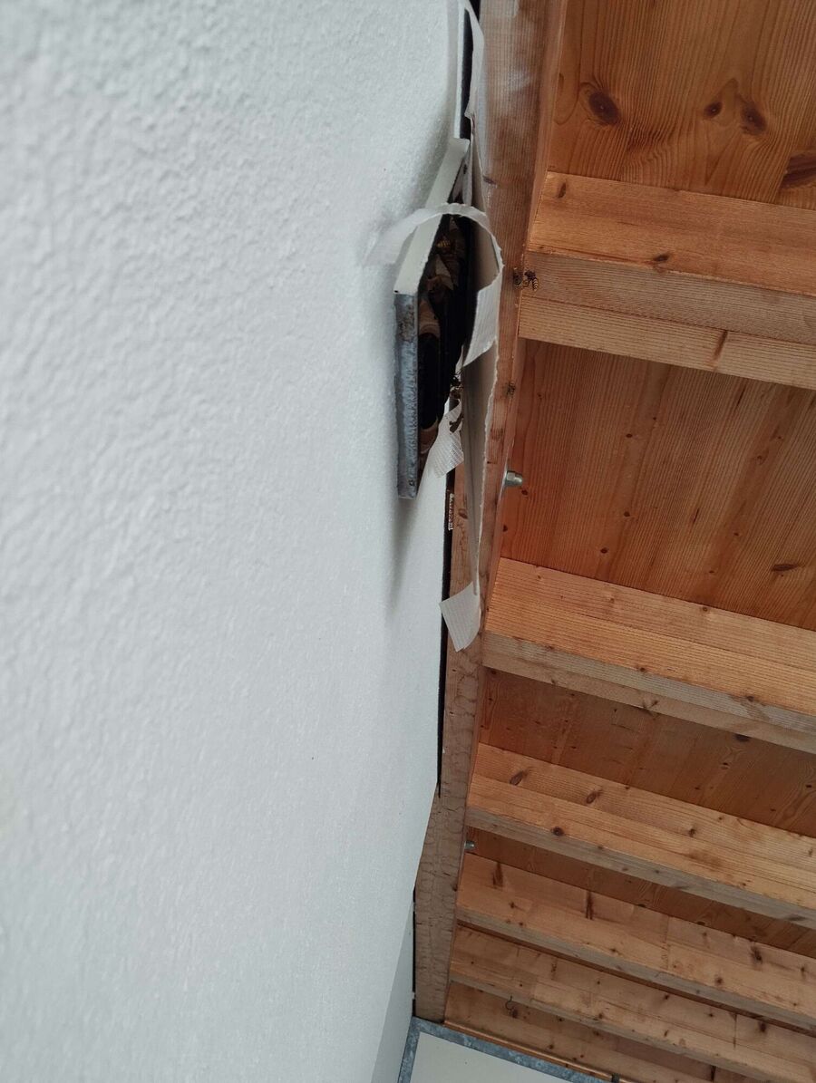 Bienen umsiedeln &  Bienennest entfernen 