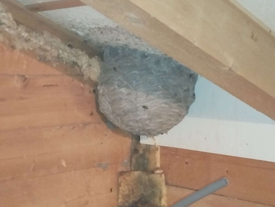  Bienennest entfernen