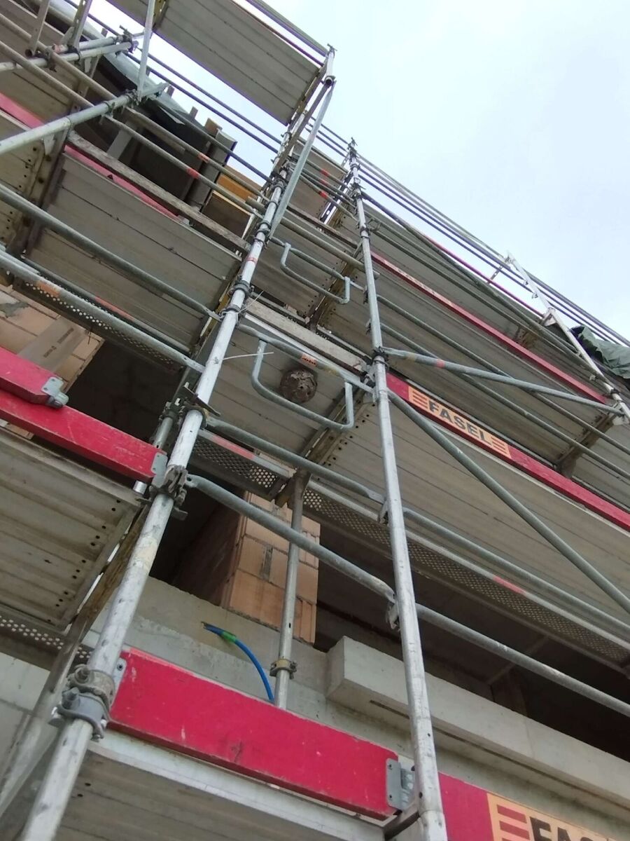 Bienen umsiedeln &  Bienennest entfernen 