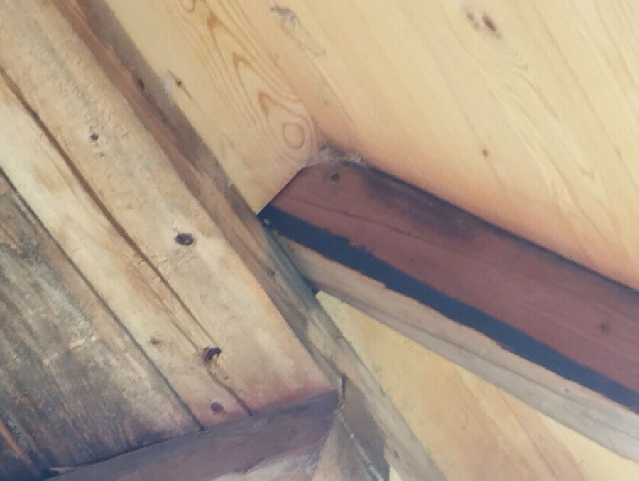  Bienennest entfernen.jpeg