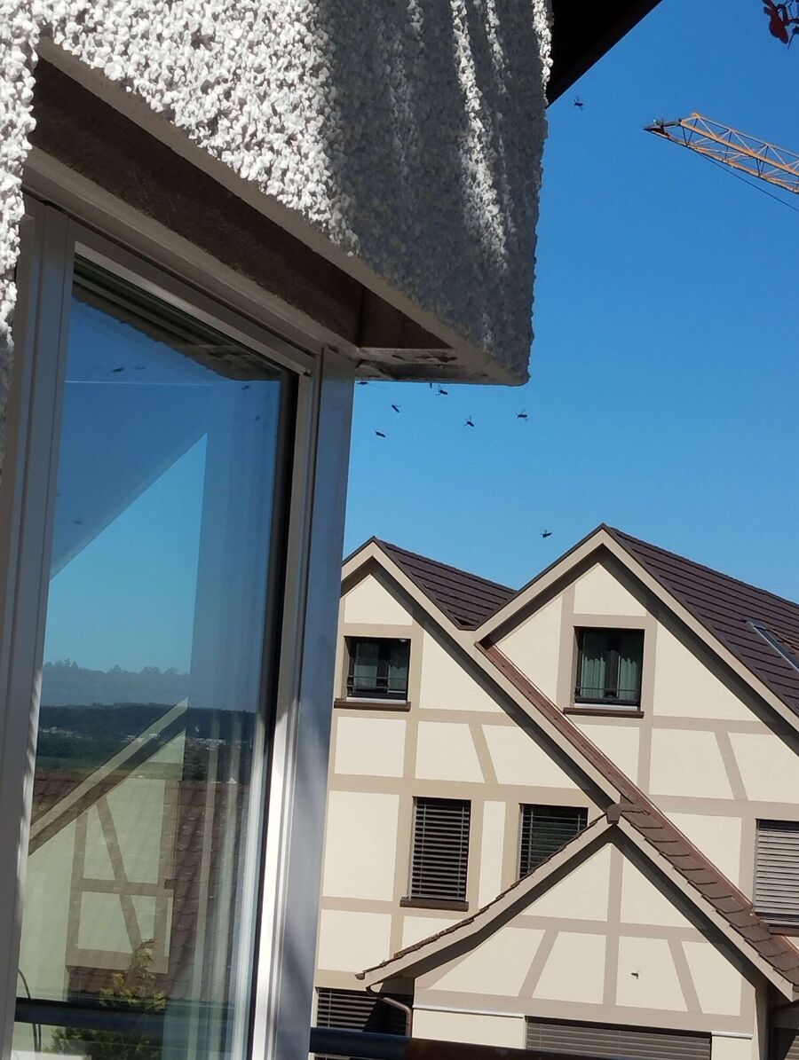 Bienen umsiedeln &  Bienennest entfernen 