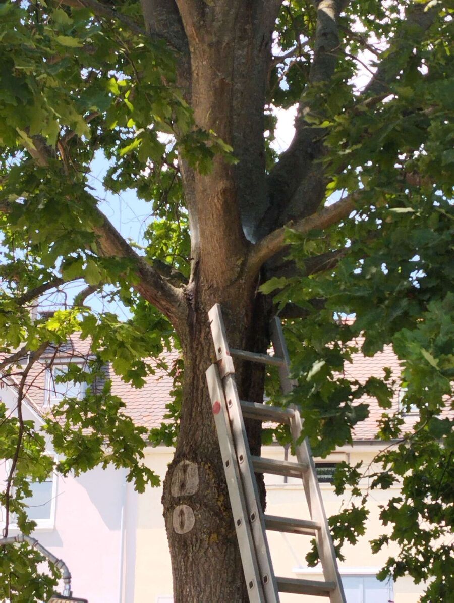  Bienennest entfernen