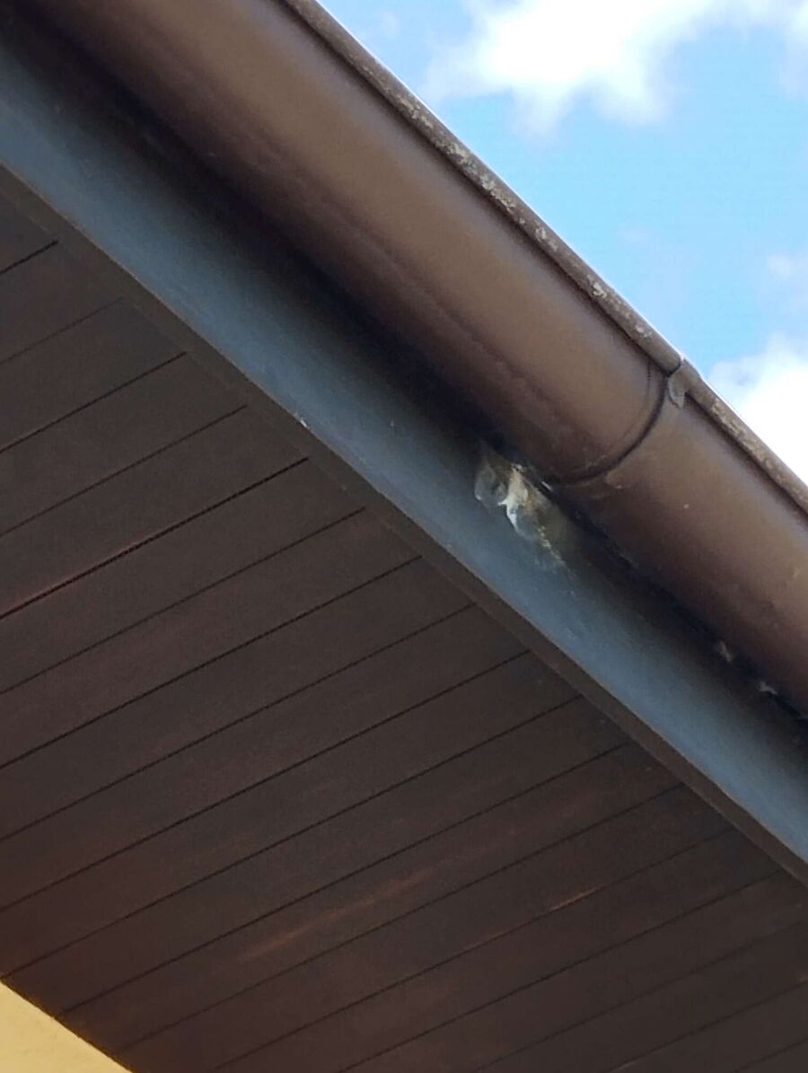  Bienennest entfernen.jpeg