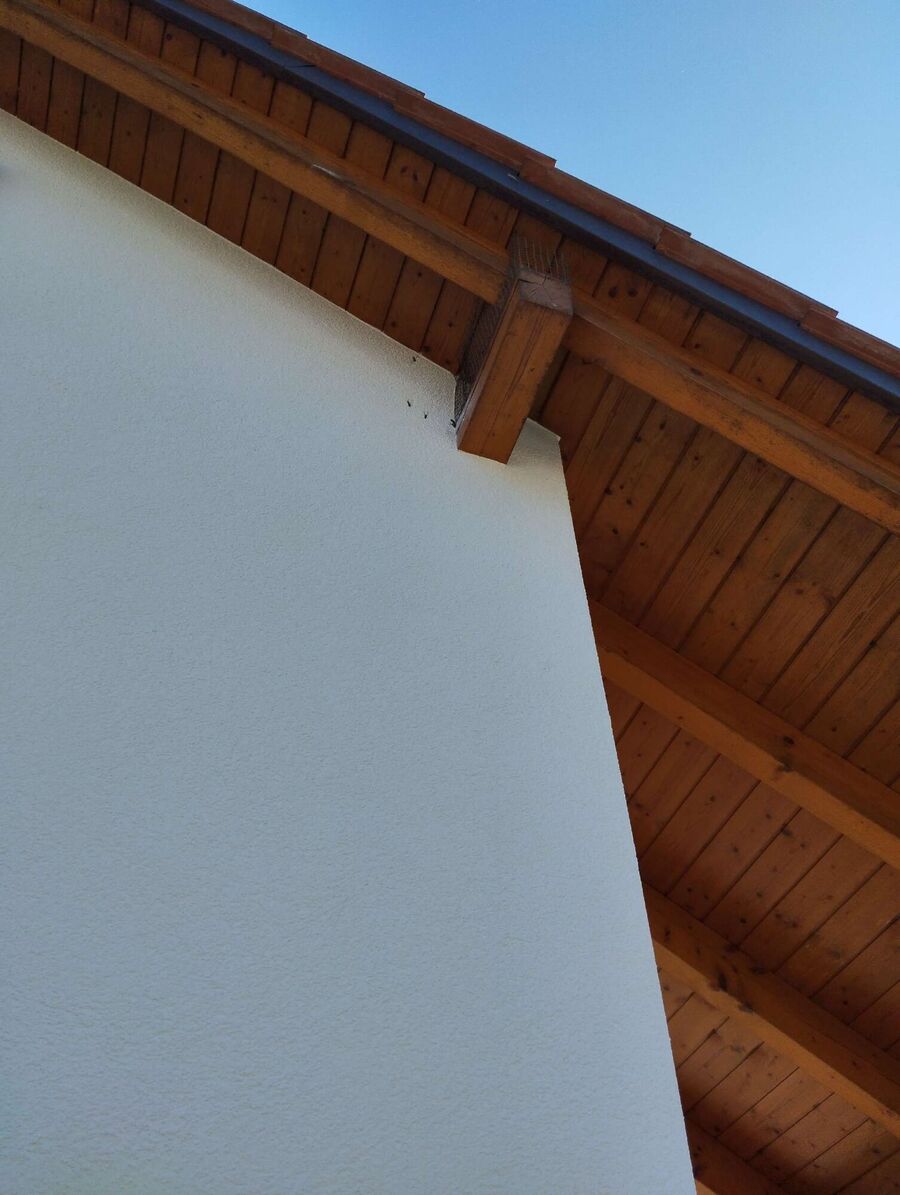 Bienen umsiedeln &  Bienennest entfernen 