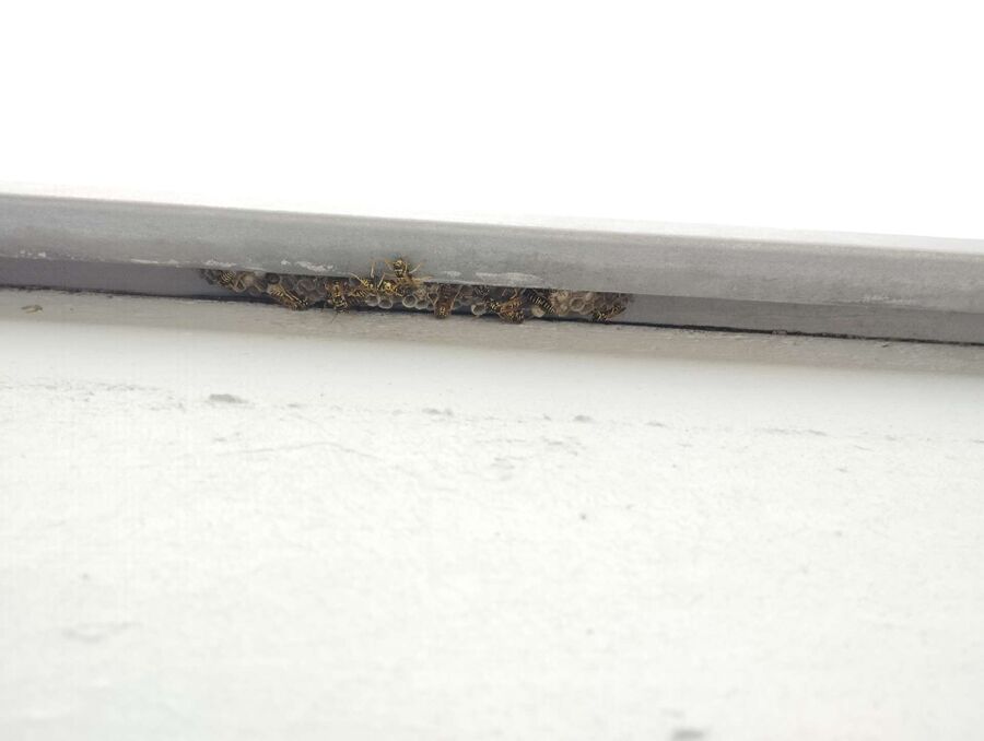 Bienen umsiedeln &  Bienennest entfernen 