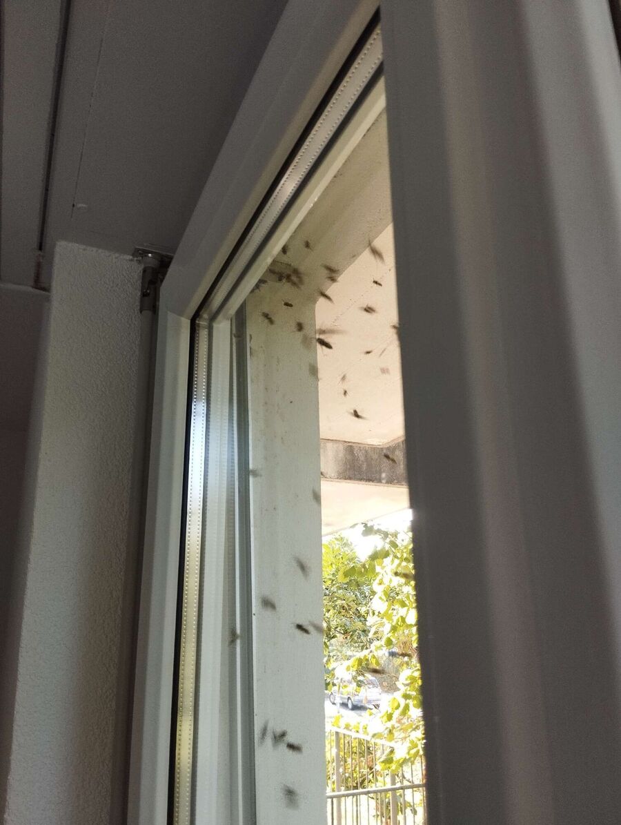  Bienennest entfernen