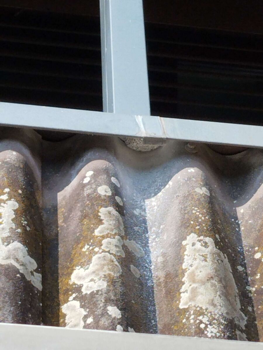 Bienen umsiedeln &  Bienennest entfernen 