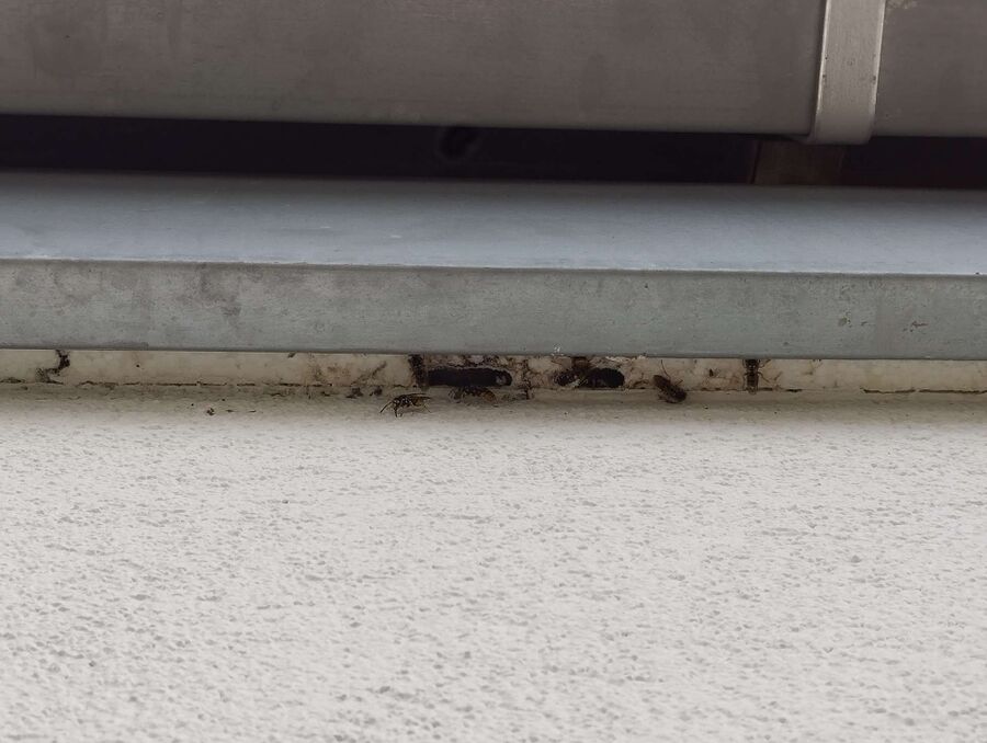  Bienennest entfernen.jpeg