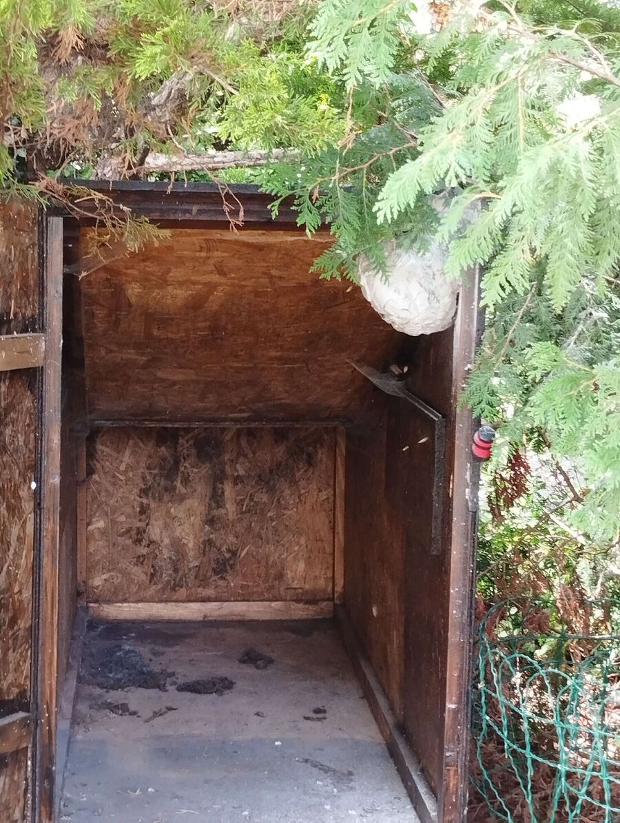  Bienennest entfernen