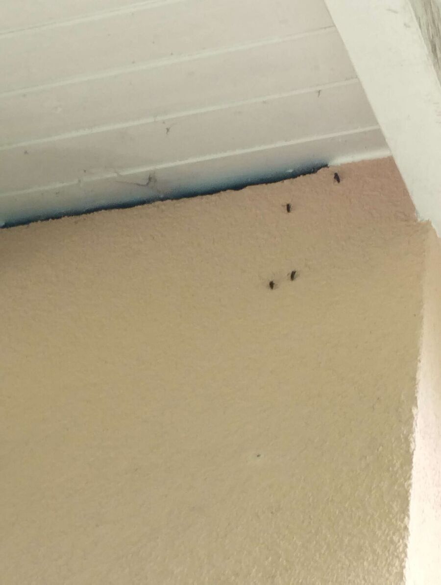  Bienennest entfernen