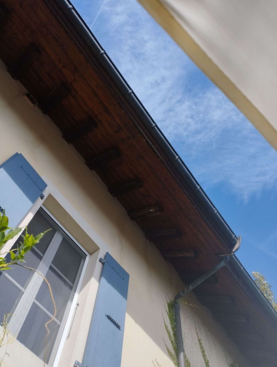  Bienennest entfernen