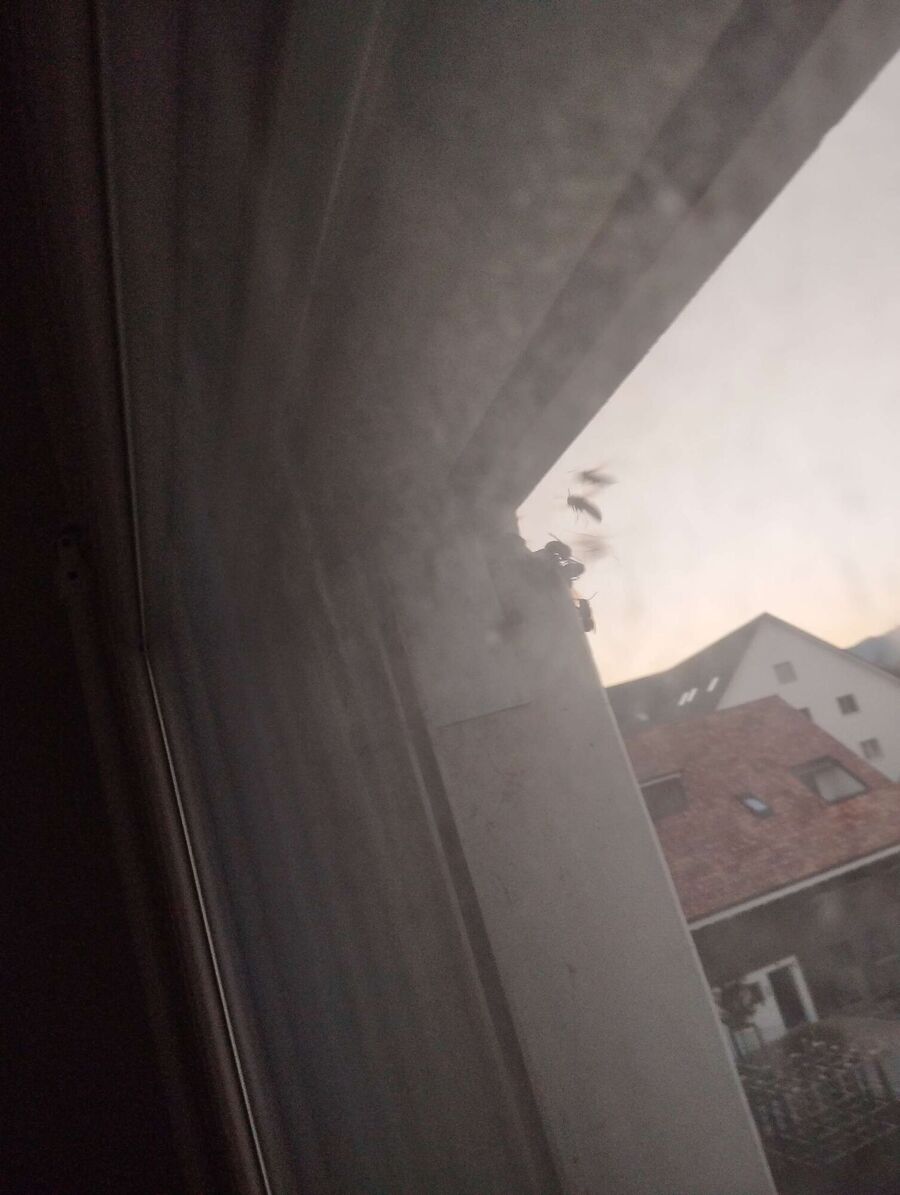 Bienen umsiedeln &  Bienennest entfernen 