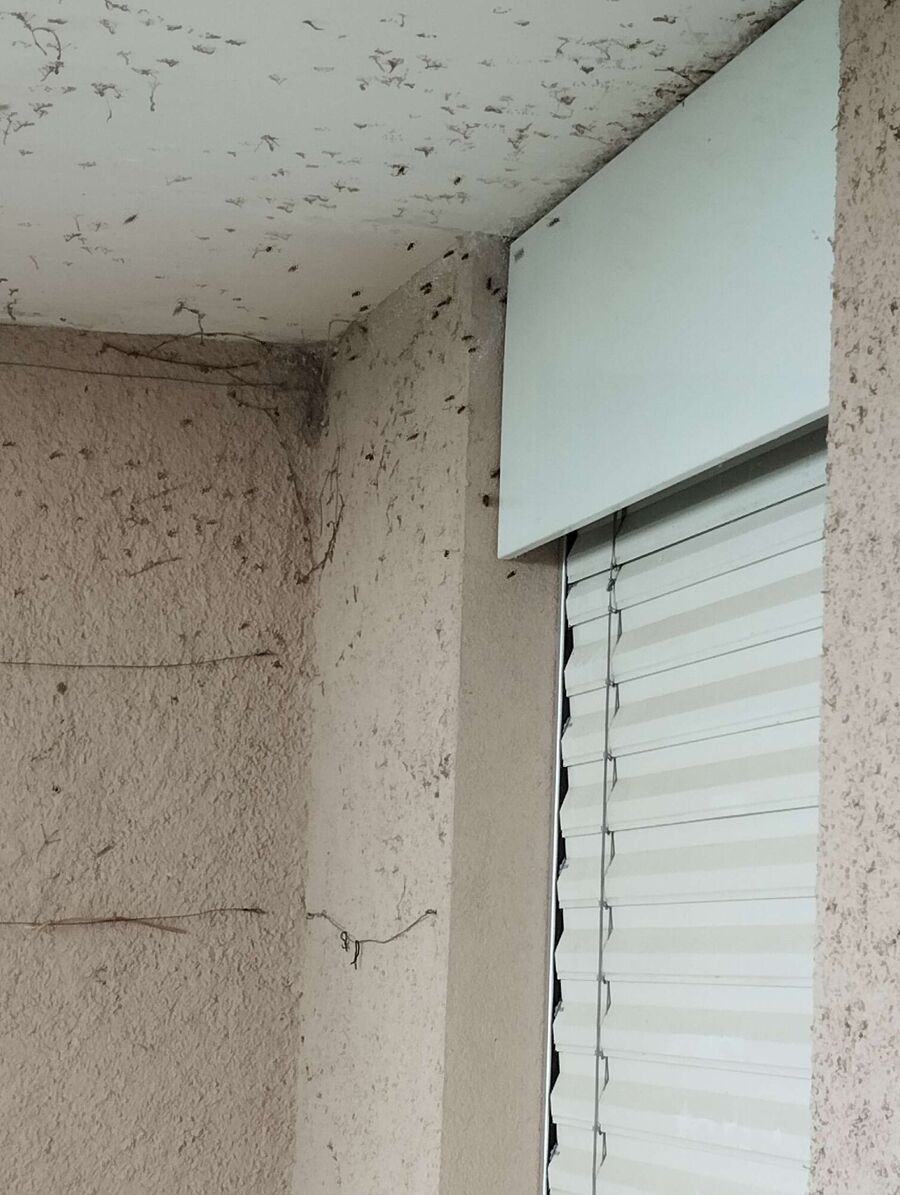  Bienennest entfernen.jpeg