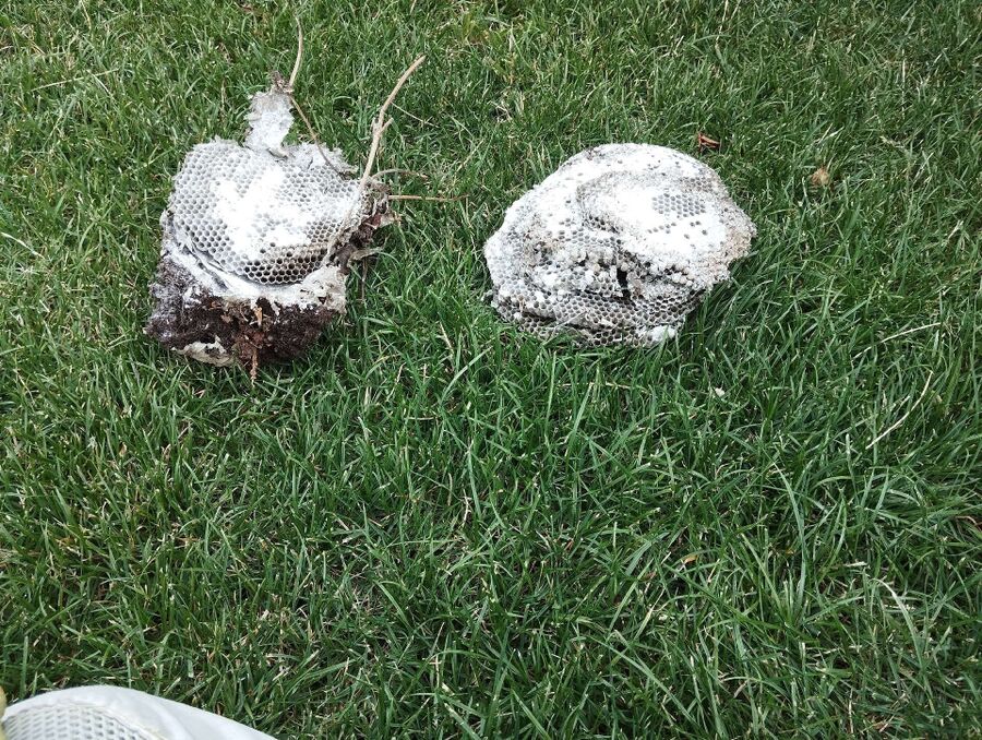  Bienennest entfernen