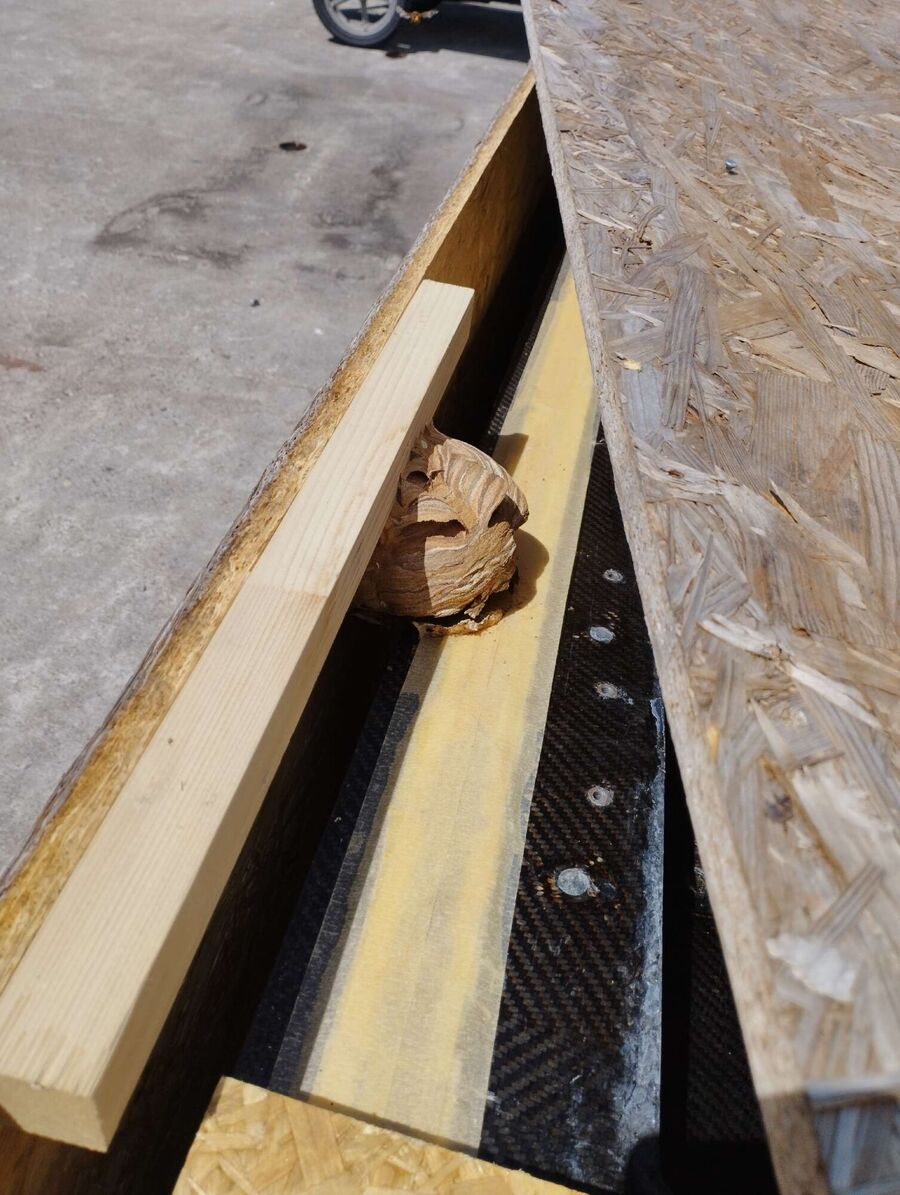  Bienennest entfernen