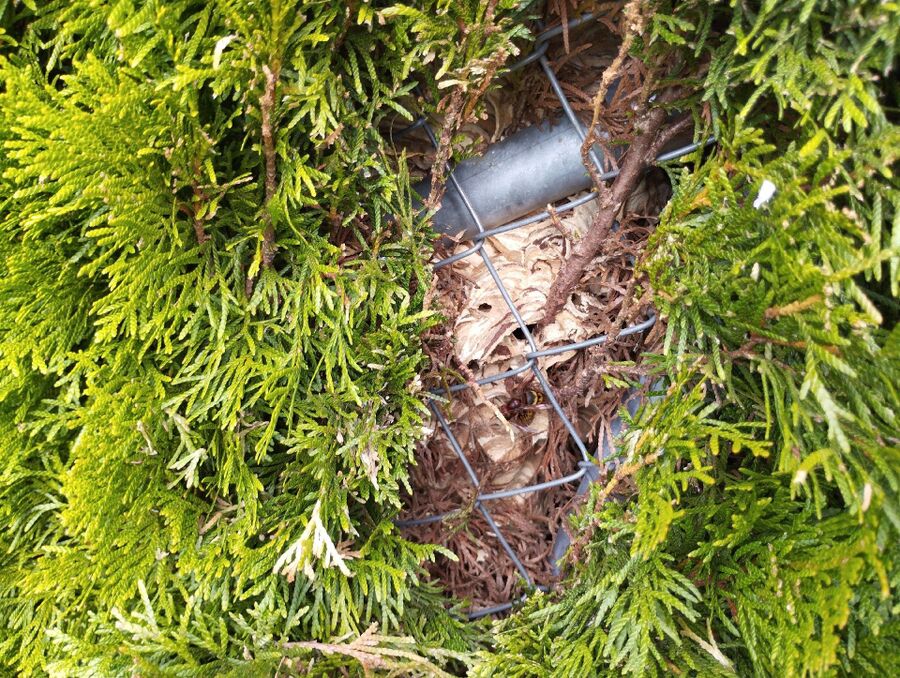  Bienennest entfernen