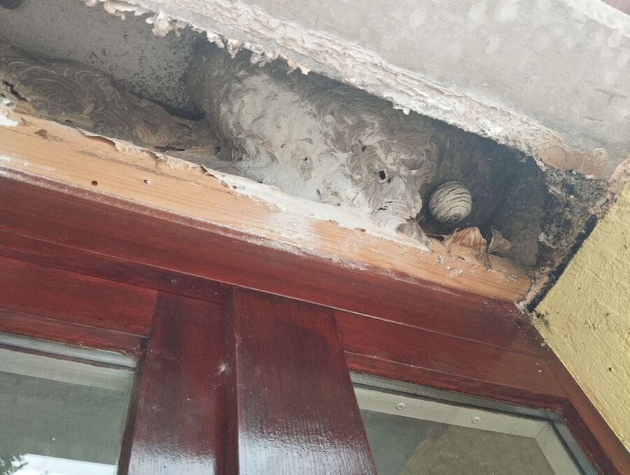 Bienen umsiedeln &  Bienennest entfernen 