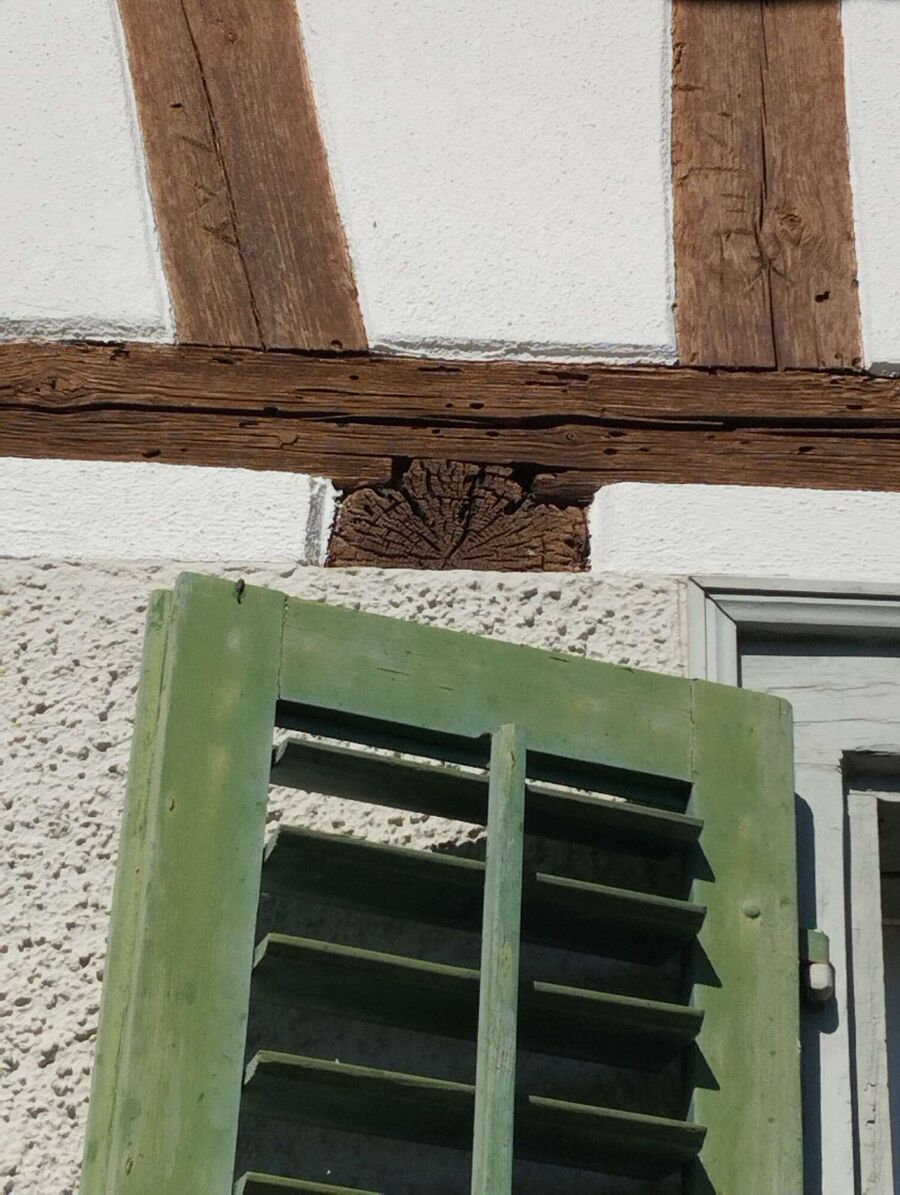 Bienen umsiedeln &  Bienennest entfernen 