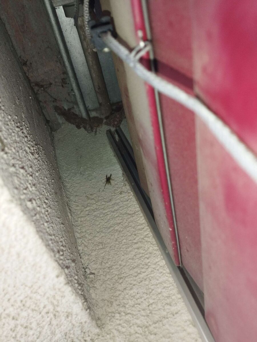 Bienen umsiedeln &  Bienennest entfernen 