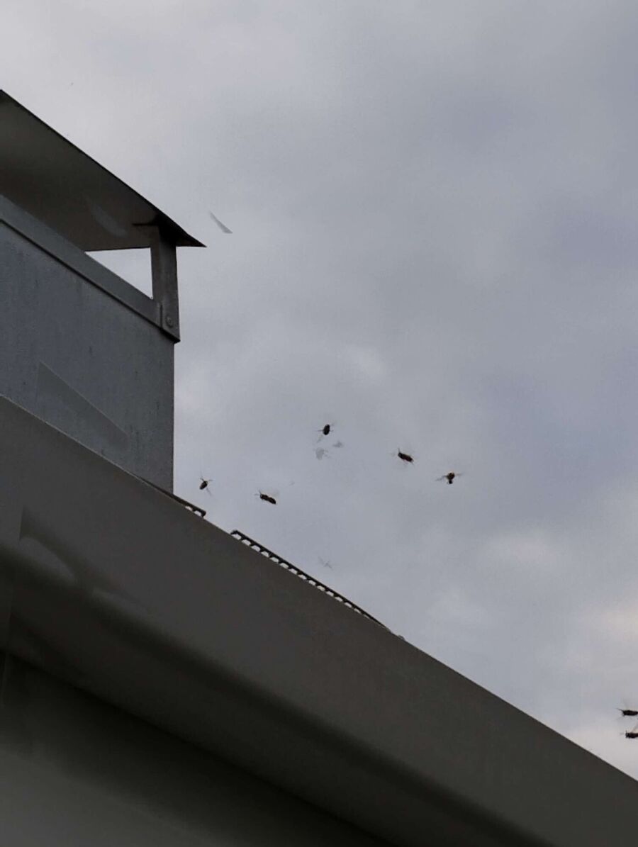  Bienennest entfernen