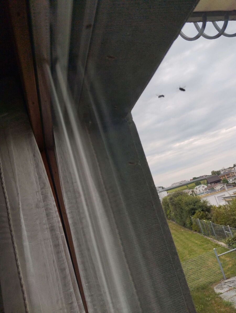  Bienennest entfernen