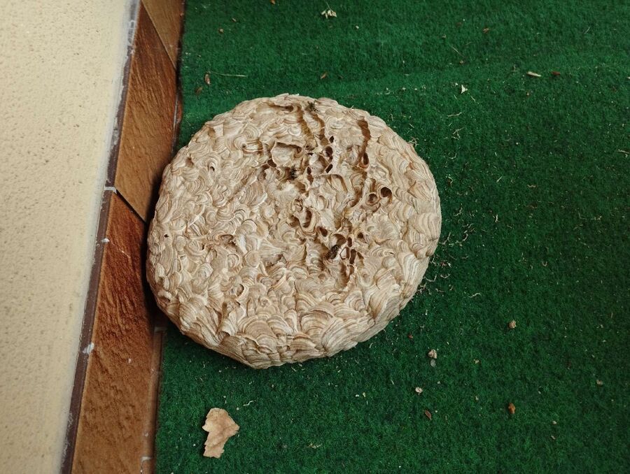  Bienennest entfernen.jpeg