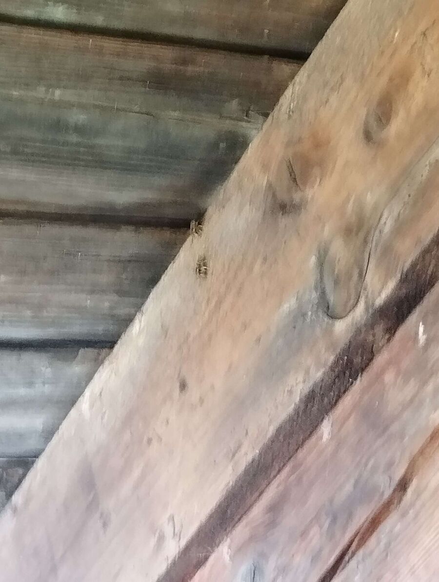  Bienennest entfernen