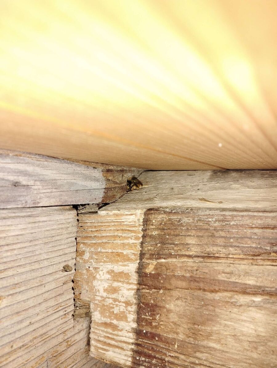  Bienennest entfernen.jpeg