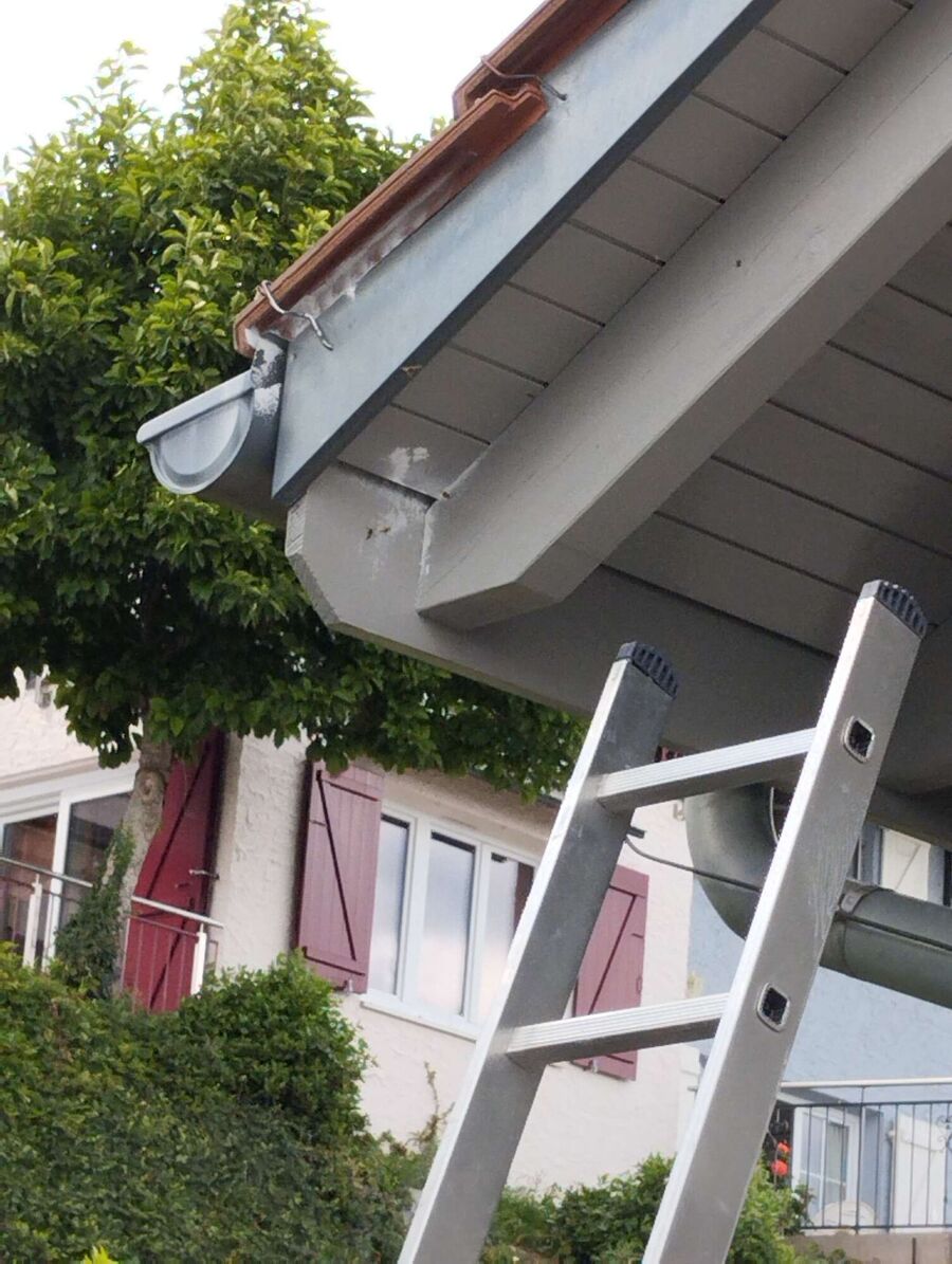  Bienennest entfernen.jpeg