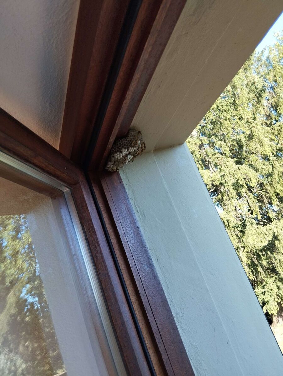 Bienen umsiedeln &  Bienennest entfernen 